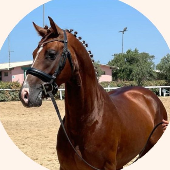 Cavallo al maneggio