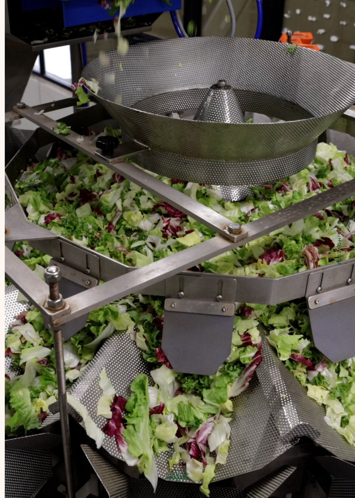 Linea di lavorazione della quarta gamma nello stabilimento ortofrutticolo