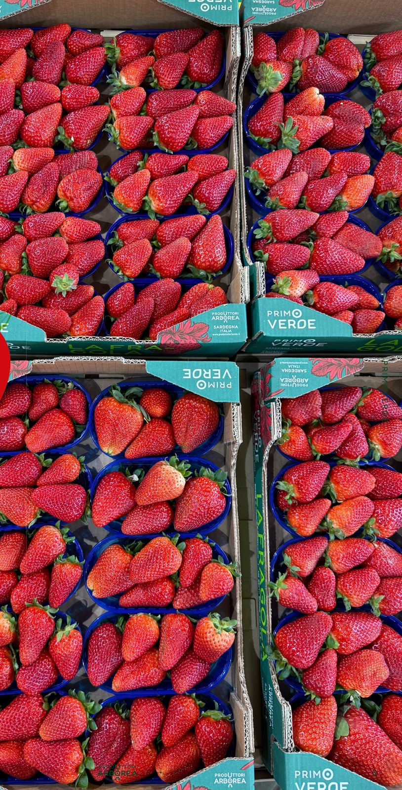 Cassette di fragole Primoverde appena confezionate